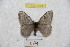  (Hylesia faunalex - BC-RBP 9224)  @14 [ ] Copyright (2015) Ron Brechlin Research Collection of Ron Brechlin