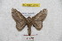  (Citioica colombiana - BC-RBP 9225)  @14 [ ] Copyright (2015) Ron Brechlin Research Collection of Ron Brechlin