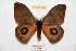  (Automeris abdsanboyacensis - BC-RBP 9248)  @14 [ ] Copyright (2015) Ron Brechlin Research Collection of Ron Brechlin