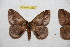  ( - BC-RBP 12223)  @12 [ ] copyright (2021) Ron Brechlin Research Collection of Ron Brechlin