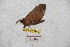  ( - BC-RBP 9255)  @13 [ ] Copyright (2015) Ron Brechlin Research Collection of Ron Brechlin