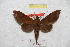  (Eurypteryx dianae - BC-RBP 9256)  @14 [ ] Copyright (2015) Ron Brechlin Research Collection of Ron Brechlin