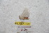  (Giacomellia drechseli - BC-RBP 9258)  @12 [ ] Copyright (2015) Ron Brechlin Research Collection of Ron Brechlin