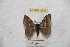  ( - BC-RBP 9285)  @14 [ ] Copyright (2015) Ron Brechlin Research Collection of Ron Brechlin