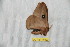  ( - BC-RBP 10967)  @11 [ ] Copyright (2018) Ron Brechlin Research Collection of Ron Brechlin