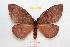  (Dirphia riekerti - BC-RBP 9315)  @14 [ ] Copyright (2015) Ron Brechlin Research Collection of Ron Brechlin