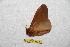  (Schausiella tatama - BC-RBP 9334)  @12 [ ] Copyright (2015) Ron Brechlin Research Collection of Ron Brechlin