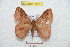  ( - BC-RBP 9338)  @14 [ ] Copyright (2015) Ron Brechlin Research Collection of Ron Brechlin
