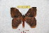  (Hylesia aencocornex - BC-RBP 9342)  @13 [ ] Copyright (2015) Ron Brechlin Research Collection of Ron Brechlin