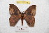  ( - BC-RBP 9346)  @13 [ ] Copyright (2015) Ron Brechlin Research Collection of Ron Brechlin