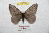 (Hylesia andensis - BC-RBP 9347)  @14 [ ] Copyright (2015) Ron Brechlin Research Collection of Ron Brechlin