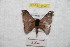  ( - BC-RBP 9348)  @13 [ ] Copyright (2015) Ron Brechlin Research Collection of Ron Brechlin