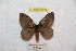  (Hylesia cotmandorex - BC-RBP 9352)  @13 [ ] Copyright (2015) Ron Brechlin Research Collection of Ron Brechlin