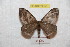  (Hylesia yuyapichrex - BC-RBP 9355)  @14 [ ] Copyright (2015) Ron Brechlin Research Collection of Ron Brechlin