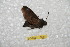 ( - BC-RBP 11010)  @11 [ ] Copyright (2018) Ron Brechlin Research Collection of Ron Brechlin