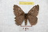  (Hylesia pallidex pallperuex - BC-RBP 9356)  @14 [ ] Copyright (2015) Ron Brechlin Research Collection of Ron Brechlin
