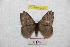  (Hylesia falcatalayex - BC-RBP 9359)  @14 [ ] Copyright (2015) Ron Brechlin Research Collection of Ron Brechlin