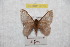  ( - BC-RBP 9373)  @13 [ ] Copyright (2015) Ron Brechlin Research Collection of Ron Brechlin