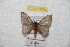  ( - BC-RBP 9379)  @11 [ ] Copyright (2015) Ron Brechlin Research Collection of Ron Brechlin