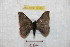  (Hylesia chanchamayex - BC-RBP 9380)  @13 [ ] Copyright (2015) Ron Brechlin Research Collection of Ron Brechlin
