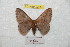  (Hylesia pangmandorex - BC-RBP 9385)  @14 [ ] Copyright (2015) Ron Brechlin Research Collection of Ron Brechlin