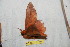  ( - BC-RBP 11041)  @11 [ ] Copyright (2018) Ron Brechlin Research Collection of Ron Brechlin
