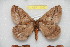  ( - BC-RBP 11042)  @11 [ ] Copyright (2018) Ron Brechlin Research Collection of Ron Brechlin