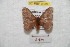  ( - BC-RBP 9388)  @14 [ ] Copyright (2015) Ron Brechlin Research Collection of Ron Brechlin