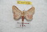  (Giacomellia escobari - BC-RBP 9389)  @12 [ ] Copyright (2015) Ron Brechlin Research Collection of Ron Brechlin