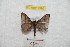  ( - BC-RBP 9390)  @12 [ ] Copyright (2015) Ron Brechlin Research Collection of Ron Brechlin