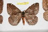  ( - BC-RBP 11046)  @11 [ ] Copyright (2018) Ron Brechlin Research Collection of Ron Brechlin