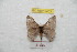  ( - BC-RBP 9403)  @11 [ ] Copyright (2015) Ron Brechlin Research Collection of Ron Brechlin