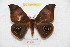  ( - BC-RBP 9412)  @12 [ ] Copyright (2015) Ron Brechlin Research Collection of Ron Brechlin