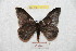  ( - BC-RBP 9423)  @11 [ ] Copyright (2015) Ron Brechlin Research Collection of Ron Brechlin