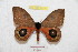  ( - BC-RBP 9429)  @13 [ ] Copyright (2015) Ron Brechlin Research Collection of Ron Brechlin