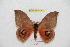  ( - BC-RBP 9430)  @13 [ ] Copyright (2015) Ron Brechlin Research Collection of Ron Brechlin