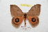  ( - BC-RBP 9431)  @13 [ ] Copyright (2015) Ron Brechlin Research Collection of Ron Brechlin