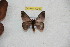  ( - BC-RBP 12293)  @11 [ ] copyright (2021) Ron Brechlin Research Collection of Ron Brechlin