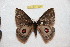  ( - BC-RBP 12311)  @11 [ ] copyright (2021) Ron Brechlin Research Collection of Ron Brechlin