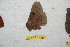  ( - BC-RBP 11058)  @11 [ ] Copyright (2018) Ron Brechlin Research Collection of Ron Brechlin