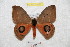  ( - BC-RBP 9478)  @13 [ ] Copyright (2015) Ron Brechlin Research Collection of Ron Brechlin