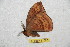  ( - BC-RBP 11065)  @12 [ ] Copyright (2018) Ron Brechlin Research Collection of Ron Brechlin