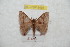  ( - BC-RBP 9493)  @14 [ ] Copyright (2015) Ron Brechlin Research Collection of Ron Brechlin