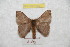  (Hylesia ascpastazex - BC-RBP 9497)  @14 [ ] Copyright (2015) Ron Brechlin Research Collection of Ron Brechlin