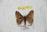  (Hylesia remandex - BC-RBP 9501)  @14 [ ] Copyright (2015) Ron Brechlin Research Collection of Ron Brechlin