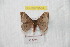  ( - BC-RBP 9503)  @13 [ ] Copyright (2015) Ron Brechlin Research Collection of Ron Brechlin