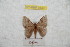  ( - BC-RBP 9530)  @13 [ ] Copyright (2015) Ron Brechlin Research Collection of Ron Brechlin