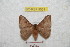  (Hylesia guianex tirolex - BC-RBP 9531)  @13 [ ] Copyright (2015) Ron Brechlin Research Collection of Ron Brechlin