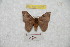  ( - BC-RBP 9532)  @13 [ ] Copyright (2015) Ron Brechlin Research Collection of Ron Brechlin