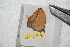  (Oxytenis paraguayensis - BC-RBP 9536)  @13 [ ] Copyright (2015) Ron Brechlin Research Collection of Ron Brechlin